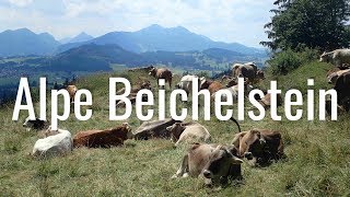 Wandern am Forggensee - Panoramawanderung zur Alpe Beichelstein