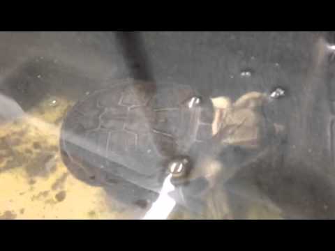 Header of Adanson's Mud Turtle