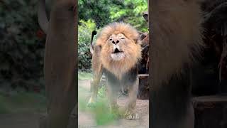 An Amazing Lions Roar