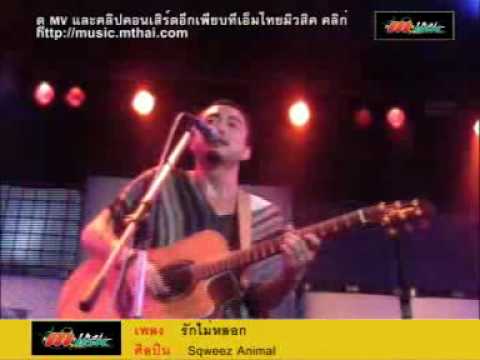 รักไม่หลอก (Live) - Sqweez Animal thumb