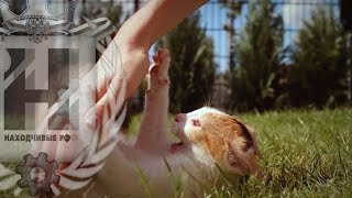Котенок Резвится Во Дворе В Замедленной Съемке (Прикольное Видео)