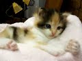 Cute calico kitten