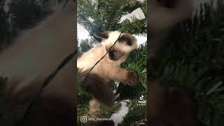 Last Christmas I Gave You My Heart Cat Christmas Vibes