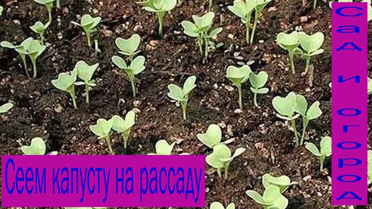 Как выращивать брокколи на огороде: основные правила и нюансы Рассада цветной капусты: выращивание в домашних условиях