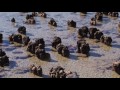 Sixth Mass Extinction Full Documentary Sixth Mass Extinction Full Documentary