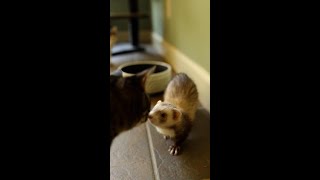 5 Fun Ferret Facts || Bela the Ferret