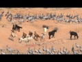 School-girl heads to class among wild Cranes in her village in India