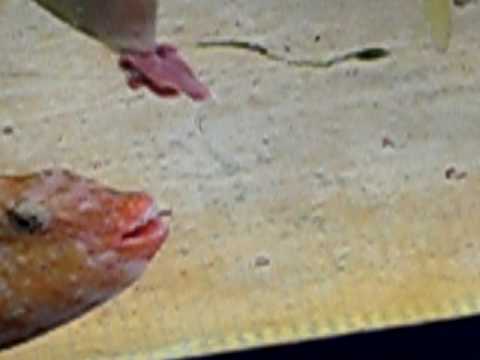 レバーを食う赤目フグ