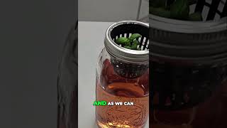 Kratky Hydroponics Air Gap Magic For Healthy Roots