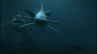 Shark Swarm - Köpek Balığı Sürüsü Türkçe Dublaj Aksiyon Filmi