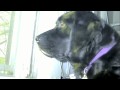 ARCHIE ~ 1993 - 4/2/2010