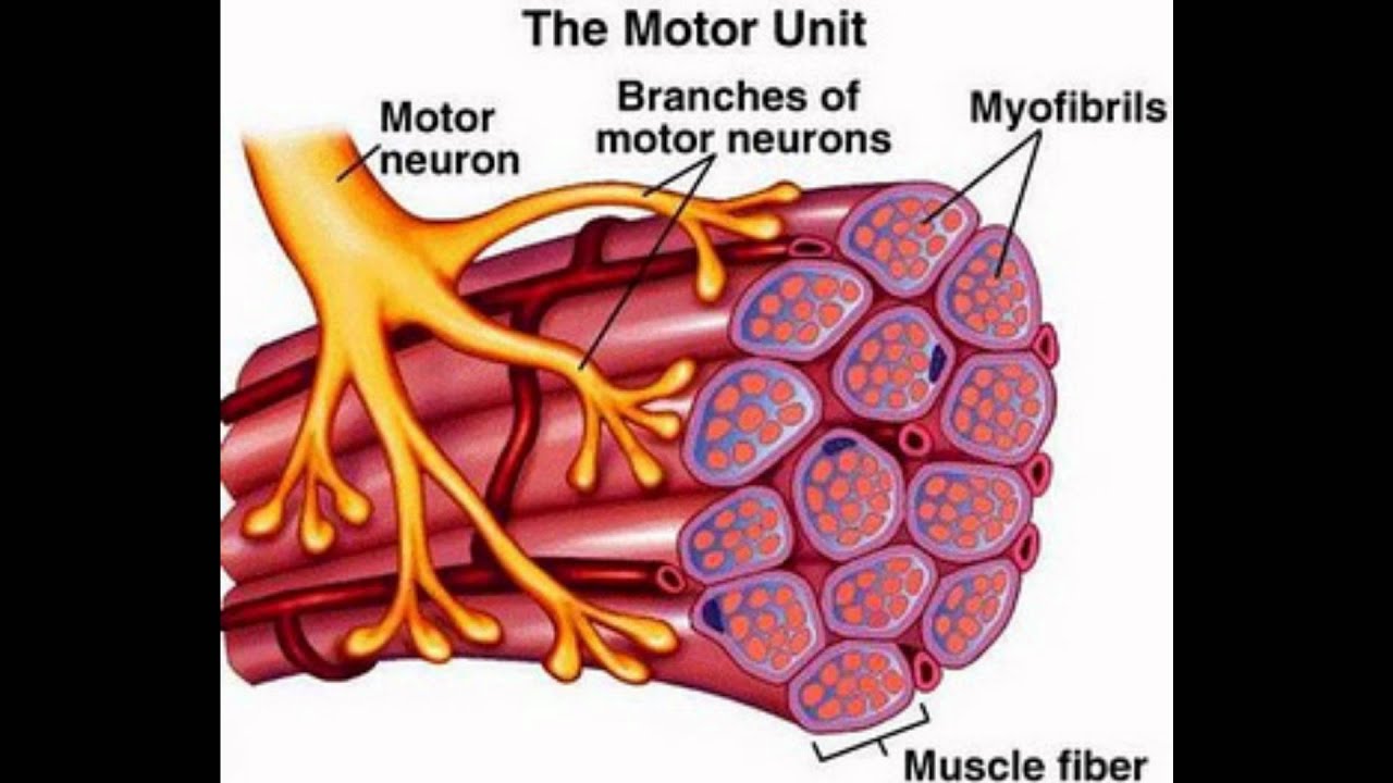Mechanism of Muscle Contraction - YouTube