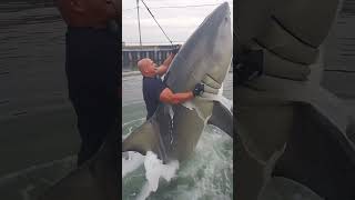 Great White Shark Caught With Bare Hands By A Fishermen Crazy Footage Leave A Follow For More