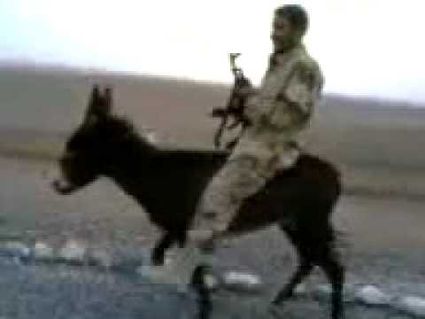 video donkey matiing