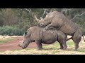rhinoceros mating Super rhinoceros Meeting First Time must watch