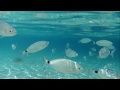 Fish around Formentera