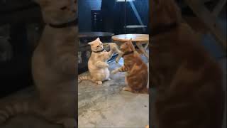 Miyavliyo    Kedi Bloğu    Pati oyunu oynayan kedicikler                   ✔️   