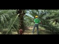 Superior oil palm semi-clonal seeds, AA Hybrida IS