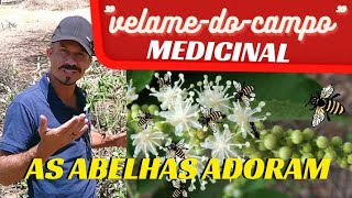 Velame Do Campo O Mato Que Cura Várias Enfermidades , Conheça Seus Benefícios