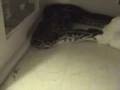 12 Foot Burmese Python Eats a live Goose Video