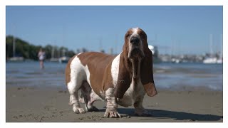 Bet Hound Real Barking Sounds Dog Show
