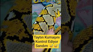 Tayt Kumaşı Sandım, Meğer Dev Bir Yılanmış