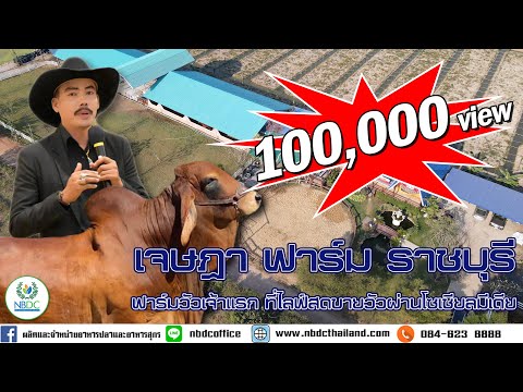 เจษฎา ฟาร์ม ราชบุรี ฟาร์มวัวที่ไลฟ์สดขายวัวในโซเชียลมีเดีย เจ้าแรกในประเทศไทย