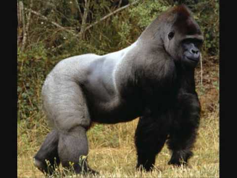 Top 10 Most Dangerous Animals In The RainForest - YouTube