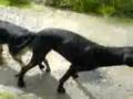Dog is GAY