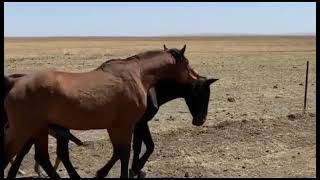 Horses walking for the first time | Horse  cross the horses | Animals info healt