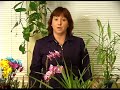 How to Care for House Plants : Caring for Tropical or Exotic House Plants