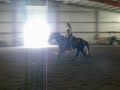 Decked Out In Blue - Gelding By Skys Blue Boy FOR SALE