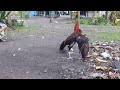 image Kapak Merah Birma Kaisar Abaran Pertama Ayam Laga Semarang