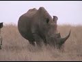 rhino