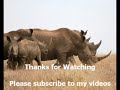 rhino