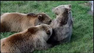 Relaxing baby music, babies and kids sleeping songs with inspiring life quotes.