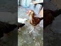 desi murga ☆ rooster chicks #chicken #birds #ytshorts #desi #viral #chicks
