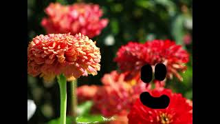 Scary Pop Up Flowers