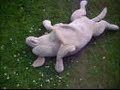 A Dog's Life