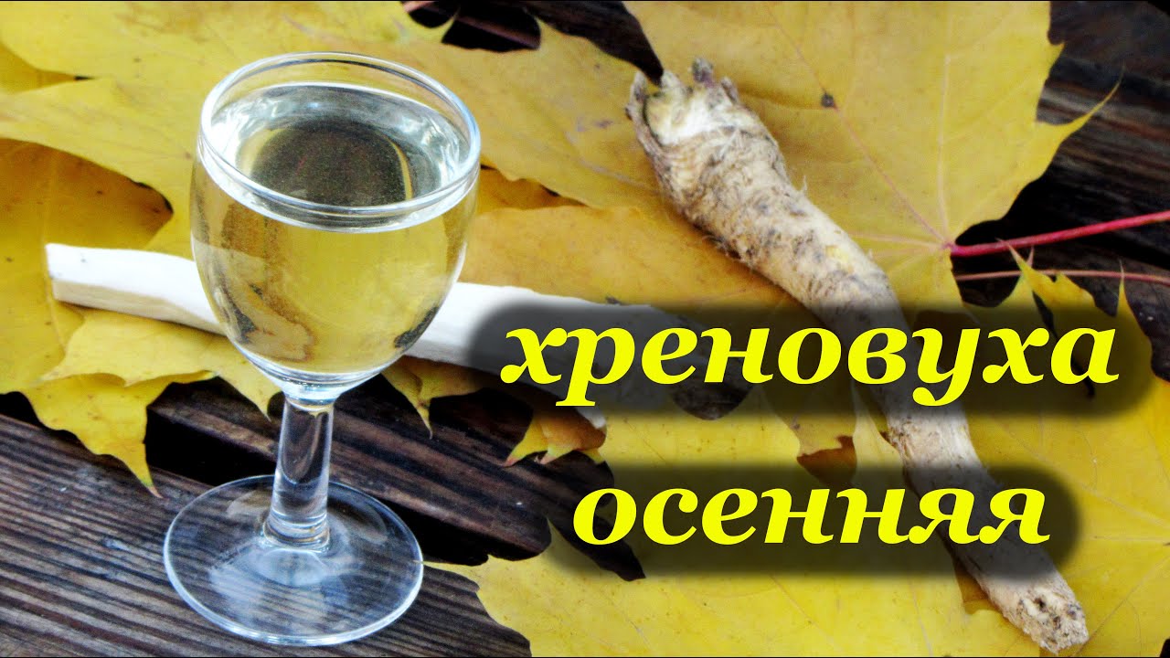 Настойка на хрене как сделать Настойка на хрене как сделать