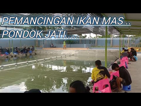 Pemancingan ikan mas PONDOK JATI