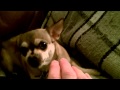 Chihuahua Hates Hands