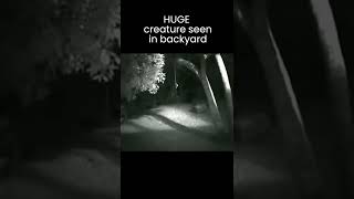 Is This A Werewolf In His Backyard? Its Huge