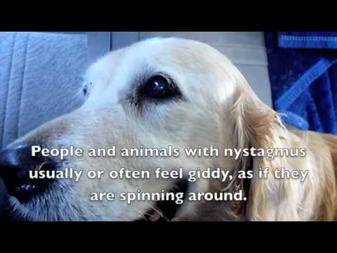 nystagmus in dogs care cuddles nystagmus 260610 nystagmus in dogs care cuddles nystagmus 260610
