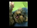 kibbles