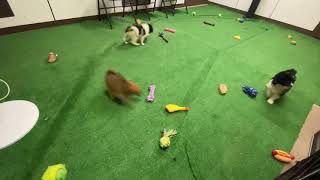Mini Aussie doodle Mix Puppies