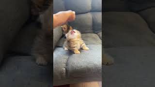Anak Kucing Metal Vs Dugem