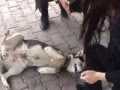 Taraklı da Köpeklere Kuduz Aşısı Yapıldı - Film Yorum