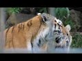 کانال دختر ایرانی Amur tigers in Port Lympne Wild Animal Park