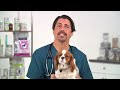 Dog Flu: Canine Influenza (CIV) In Dogs